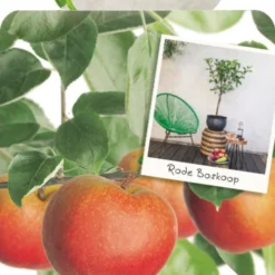 Malus Dom. Rode Boskoop Patio Vp5