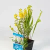 Mix Mand Met 3 Waterplanten -Goedkope Tuin Prachtig Winkel mix mand met 3 waterplanten 545x750 62bb2747b836a l