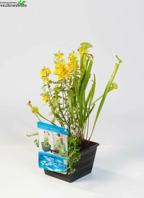 Mix Mand Met 3 Waterplanten 3 Mix Mand Met 3 Waterplanten