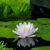 Nymphaea 'Marliacea Chormatella' -Goedkope Tuin Prachtig Winkel nymphaea marliacea chormatella 500x750 62bb274527b37 l