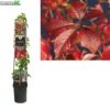 Parthenocissus Engelmannii 3.0 -Goedkope Tuin Prachtig Winkel parthenocissus engelmannii 3 0 1000x1000 62072e10f3854 l