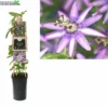 Passiflora Amethyst P16 3.0 -Goedkope Tuin Prachtig Winkel passiflora amethyst p16 3 0 800x800 645a1b455e843 l