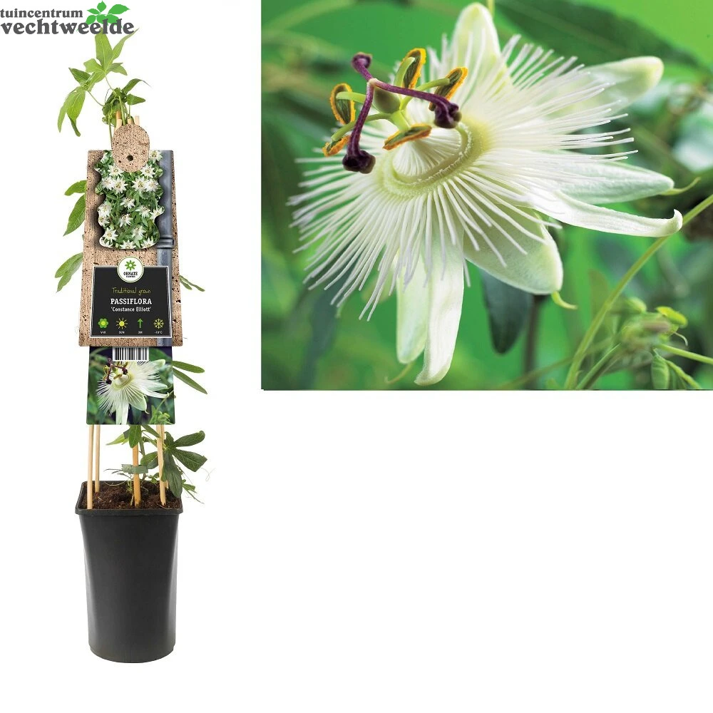 Passiflora Cae. 'Constance Elliott' 3 Passiflora Cae. 'Constance Elliott'