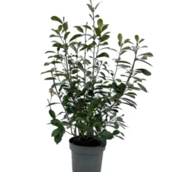 Photinia Fraseri 'Red Robin' H80-100cm.