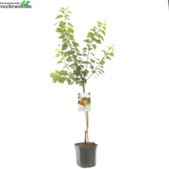 Prunus Armeniaca 7 Prunus Armeniaca -Goedkope Tuin Prachtig Winkel prunus armeniaca 1500x1500 62094c3961665 l