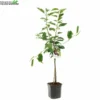 Prunus Av Regina WT P24 2 Prunus Av Regina WT P24 -Goedkope Tuin Prachtig Winkel prunus av regina wt p24 800x800 62a36c15ed400 l