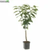 Prunus Av Sunburst WT P24 2 Prunus Av Sunburst WT P24 -Goedkope Tuin Prachtig Winkel prunus av sunburst wt p24 800x800 62a36c16a624d l