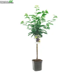 Prunus Avium Burlatstruik P24 5 Prunus Avium Burlatstruik P24 -Goedkope Tuin Prachtig Winkel prunus avium burlatstruik p24 1000x1000 62750166acbaf l