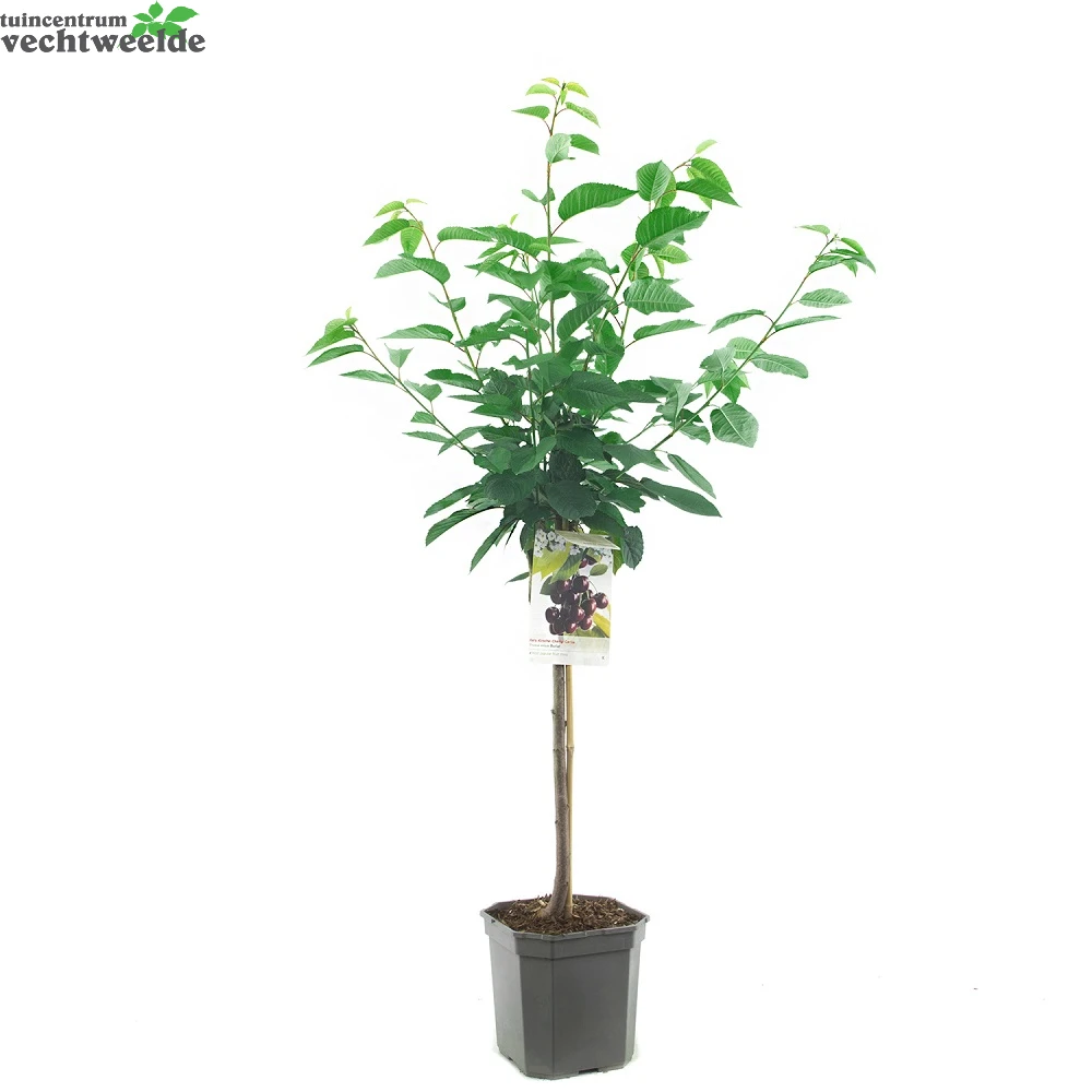 Prunus Avium Burlatstruik P24 4 Prunus Avium Burlatstruik P24 - Afbeelding 2