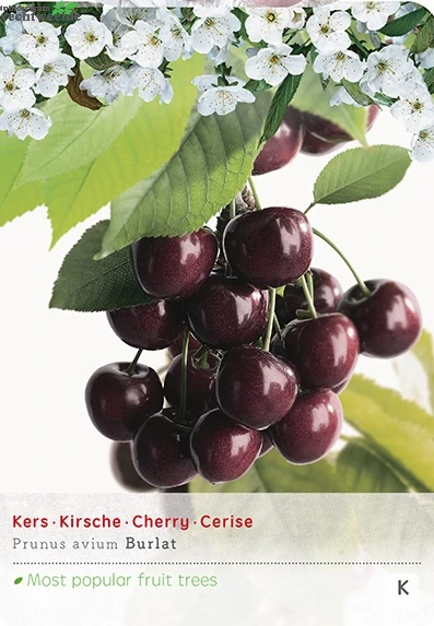 Prunus Avium Burlatstruik P24 3 Prunus Avium Burlatstruik P24