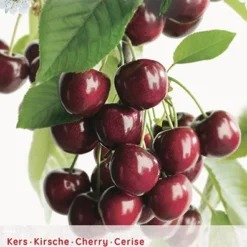 Prunus Avium Kordia P27 H120cm