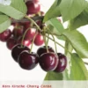 Prunus Avium Regina P27 H120cm -Goedkope Tuin Prachtig Winkel prunus avium regina p27 h120cm 395x570 62075a521c405 l