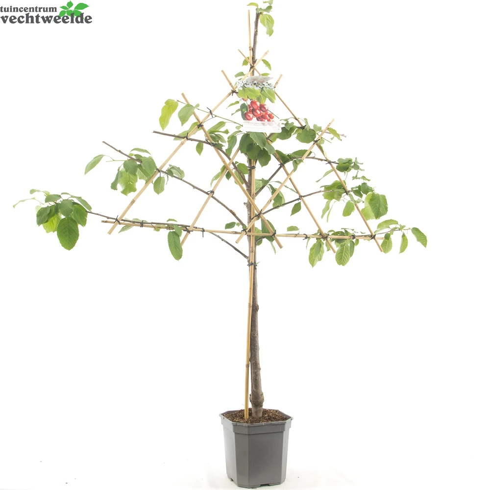 Prunus Avium Stellalei P24 4 Prunus Avium Stellalei P24 - Afbeelding 2