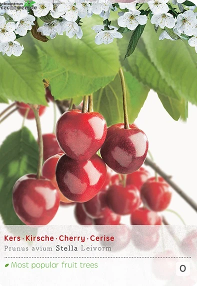 Prunus Avium Stellalei P24 3 Prunus Avium Stellalei P24