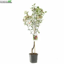 Prunus Cer. 'Morel' -Goedkope Tuin Prachtig Winkel prunus cer morel 1500x1500 6464dfe07090d l