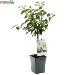 Prunus D. 'Mirabelle De Nancy' 6 Prunus D. 'Mirabelle De Nancy' -Goedkope Tuin Prachtig Winkel prunus d mirabelle de nancy 1000x1000 623b37b9e5b12 l