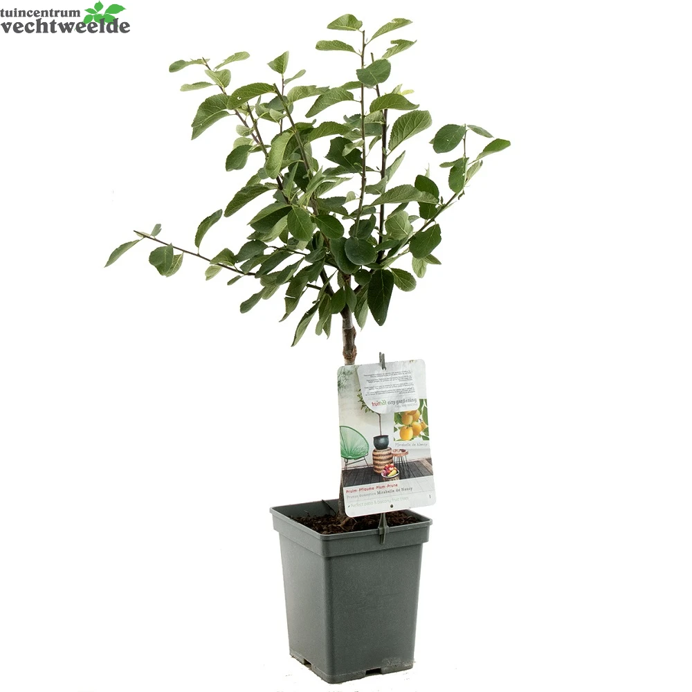 Prunus D. 'Mirabelle De Nancy' 4 Prunus D. 'Mirabelle De Nancy' - Afbeelding 2