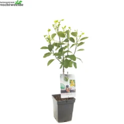 Prunus D. 'Mirabelle De Nancy' 7 Prunus D. 'Mirabelle De Nancy' -Goedkope Tuin Prachtig Winkel prunus d mirabelle de nancy 1500x1500 62093ed896e1a l