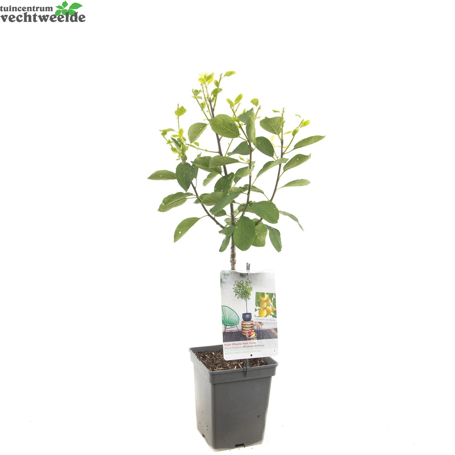 Prunus D. 'Mirabelle De Nancy' 5 Prunus D. 'Mirabelle De Nancy' - Afbeelding 3
