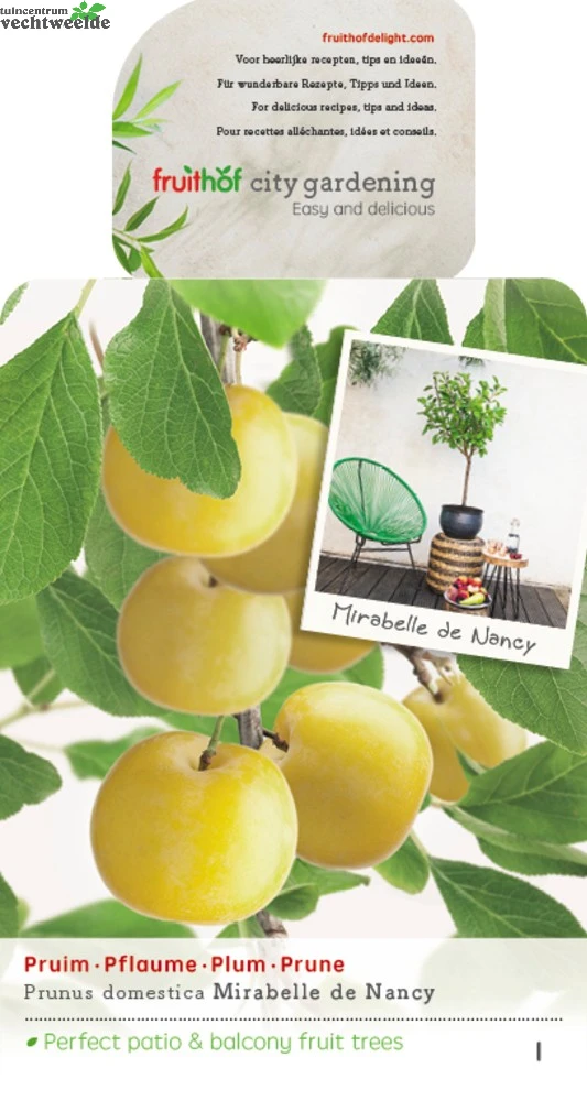 Prunus D. 'Mirabelle De Nancy' 3 Prunus D. 'Mirabelle De Nancy'