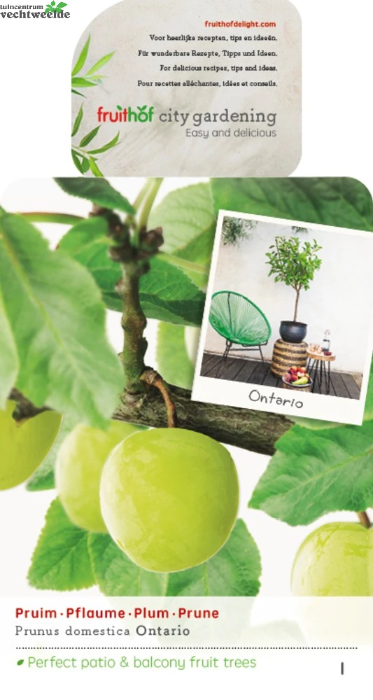 Prunus D. 'Ontario' 3 Prunus D. 'Ontario'