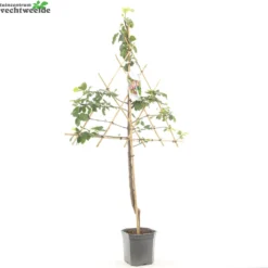 Prunus D. 'Opal' -Goedkope Tuin Prachtig Winkel prunus d opal 1500x1500 6209370b8bc82 l