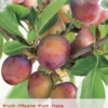 Prunus D. 'Opal' -Goedkope Tuin Prachtig Winkel prunus d opal 396x572 6206d9164ac03 l