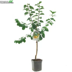 Prunus D. 'Reine Claude D'Oullins' -Goedkope Tuin Prachtig Winkel prunus d reine claude d oullins 1000x1000 6209300dbd586 l