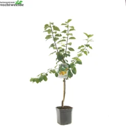 Prunus D. 'Reine Claude D'Oullins' -Goedkope Tuin Prachtig Winkel prunus d reine claude d oullins 1500x1500 6209370cd727c l