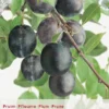 Prunus Dom. Bleu De B P32 H180cm -Goedkope Tuin Prachtig Winkel prunus dom bleu de b p32 h180cm 397x568 62079a6f70bdc l