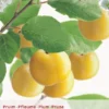 Prunus Dom. Reine Cl. DOullins P24 -Goedkope Tuin Prachtig Winkel prunus dom reine cl doullins p24 397x573 6464dfbeceee9 l