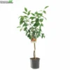 Prunus Dom Victoria WT P24 -Goedkope Tuin Prachtig Winkel prunus dom victoria wt p24 800x800 62a36c15078c4 l