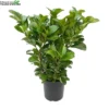 Prunus L. Etna -Goedkope Tuin Prachtig Winkel prunus l etna 400x400 6207082417e14 l