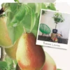 Pyrus Bonne Louise DAvranches P22 -Goedkope Tuin Prachtig Winkel pyrus bonne louise davranches p22 533x1000 62075d4463257 l