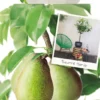 Pyrus C. 'Beurré Hardy' -Goedkope Tuin Prachtig Winkel pyrus c beurre hardy 533x1000 62079ea955988 l