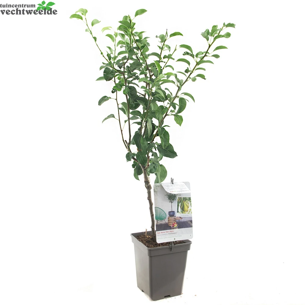 Pyrus C. 'Conference' 4 Pyrus C. 'Conference' - Afbeelding 2