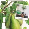 Pyrus C. 'Conference' 2 Pyrus C. 'Conference' -Goedkope Tuin Prachtig Winkel pyrus c conference 533x1000 62071e9a2c998 l