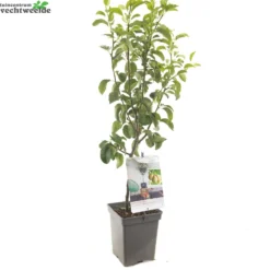 Pyrus C. 'Doyenné Du Comice' 7 Pyrus C. 'Doyenné Du Comice' -Goedkope Tuin Prachtig Winkel pyrus c doyenne du comice 1500x1500 62093edb7becd l