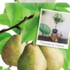 Pyrus C. 'Doyenné Du Comice' -Goedkope Tuin Prachtig Winkel pyrus c doyenne du comice 533x1000 62071e989edc1 l