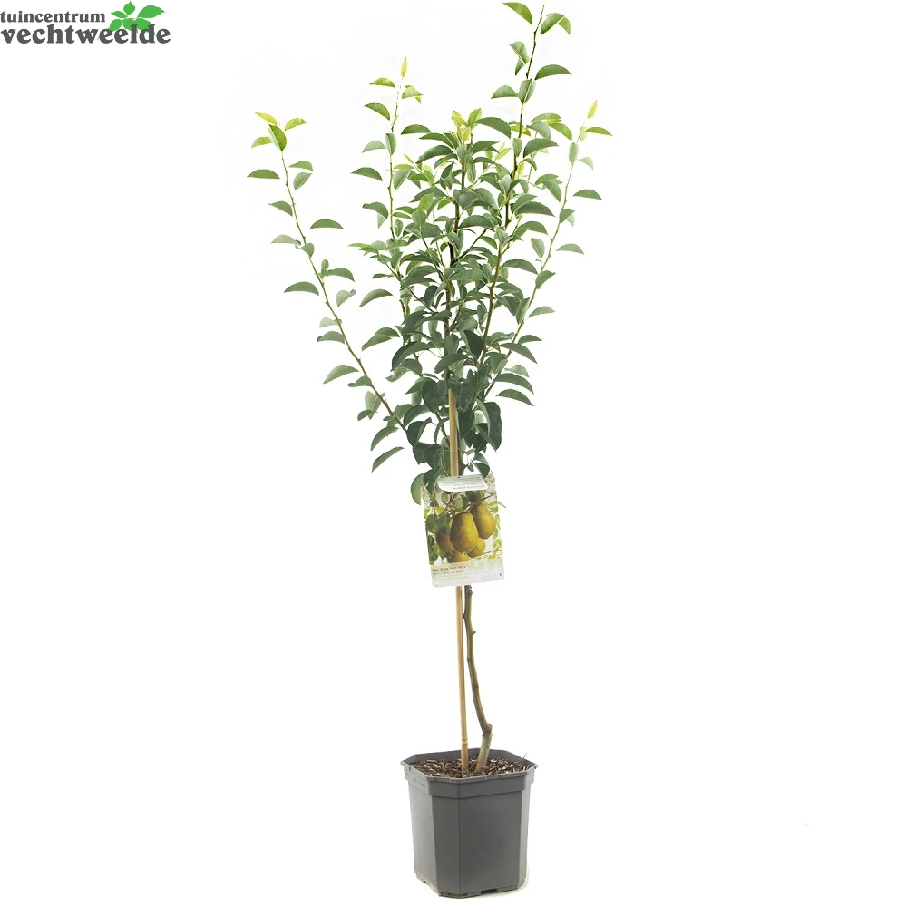 Pyrus C. 'Ksenia' 4 Pyrus C. 'Ksenia' - Afbeelding 2