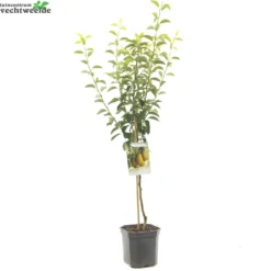 Pyrus C. 'Ksenia' 7 Pyrus C. 'Ksenia' -Goedkope Tuin Prachtig Winkel pyrus c ksenia 1500x1500 62093bf3dc0f4 l