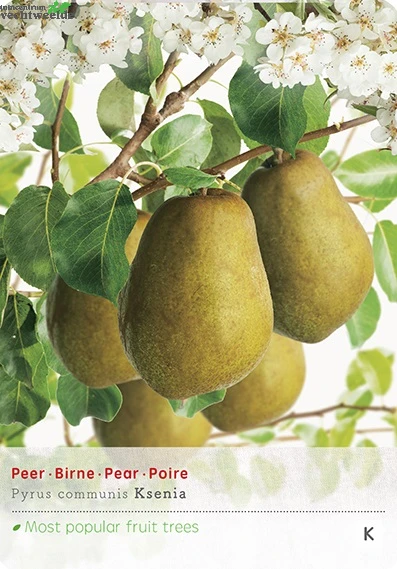 Pyrus C. 'Ksenia' 3 Pyrus C. 'Ksenia'