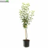Pyrus Com Doyenne D C WT P24 2 Pyrus Com Doyenne D C WT P24 -Goedkope Tuin Prachtig Winkel pyrus com doyenne d c wt p24 800x800 62a36c1372929 l