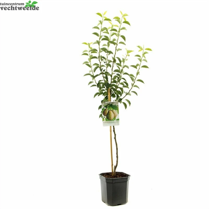 Pyrus Com Doyenne D C WT P24 3 Pyrus Com Doyenne D C WT P24