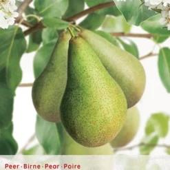 Pyrus Com Oude Boom C90