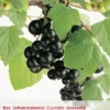 Ribes N. Zwarte Bes Leivorm Vp5 -Goedkope Tuin Prachtig Winkel ribes n zwarte bes leivorm vp5 396x572 62071a7a46913 l