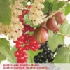 Ribes Quatrobes VP5 -Goedkope Tuin Prachtig Winkel ribes quatrobes vp5 407x570 620770ebdc545 l