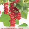 Ribes R. Jonkheer V Tets Lei VP5 1 Ribes R. Jonkheer V Tets Lei VP5 -Goedkope Tuin Prachtig Winkel ribes r jonkheer v tets lei vp5 395x568 620799aca8626 l