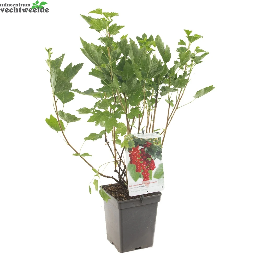 Ribes R. 'Rovada' 4 Ribes R. 'Rovada' - Afbeelding 2