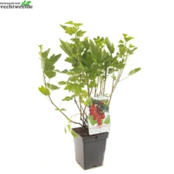 Ribes R. 'Rovada' 7 Ribes R. 'Rovada' -Goedkope Tuin Prachtig Winkel ribes r rovada 1500x1500 62094c3f6ccc9 l